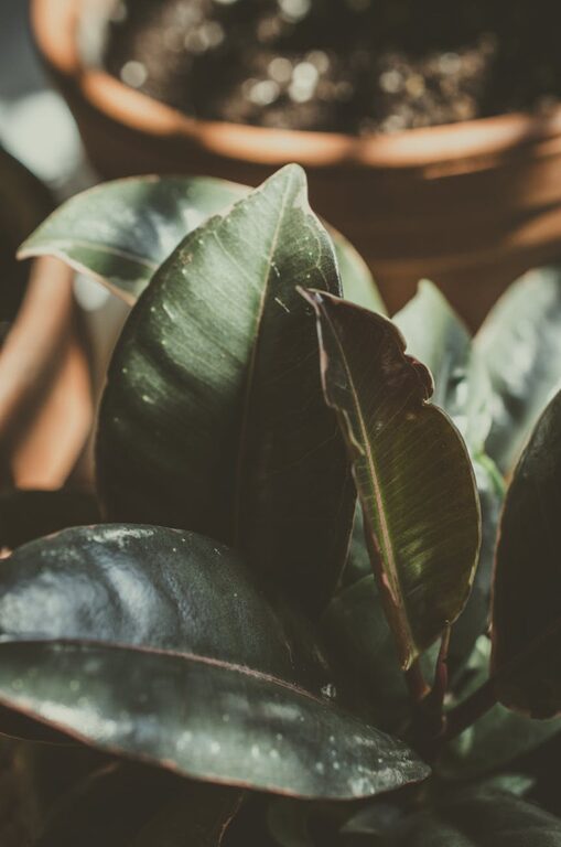 Consejos para mantener plantas de interior saludables y felices