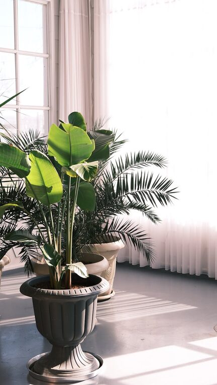 Consejos esenciales para mantener tus plantas de interior saludables y felices